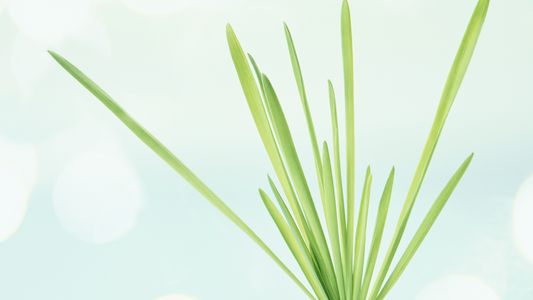 Vetiver - What's All The Fuss About?