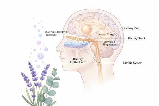 The olfactory system