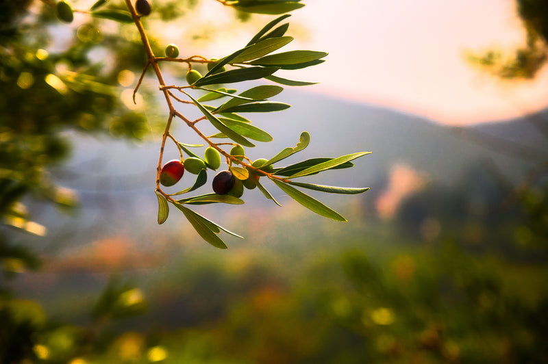 The Power of Plants in Natural Soaps: How Natural Oils Transform Your Skin
